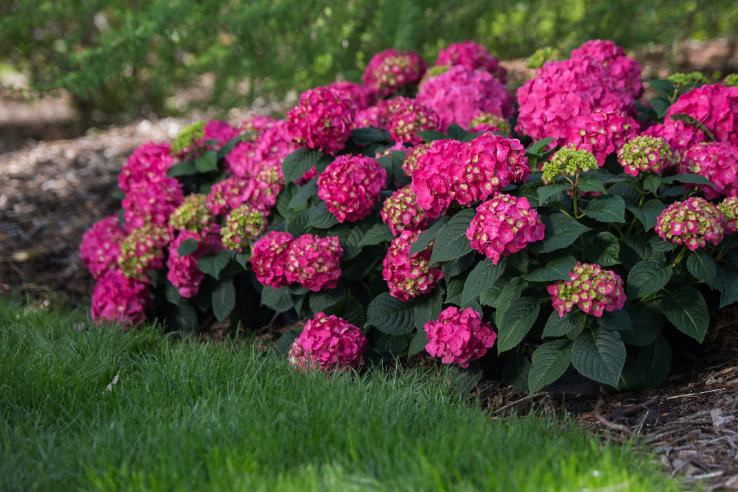 Hydrangea Macrophylla – Summer Crush® – #3 Container